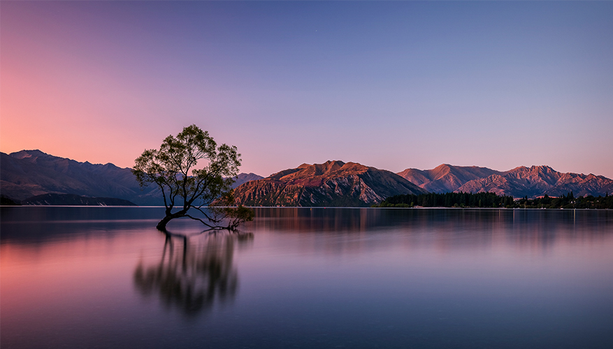 Wanaka Tree, New Zealand